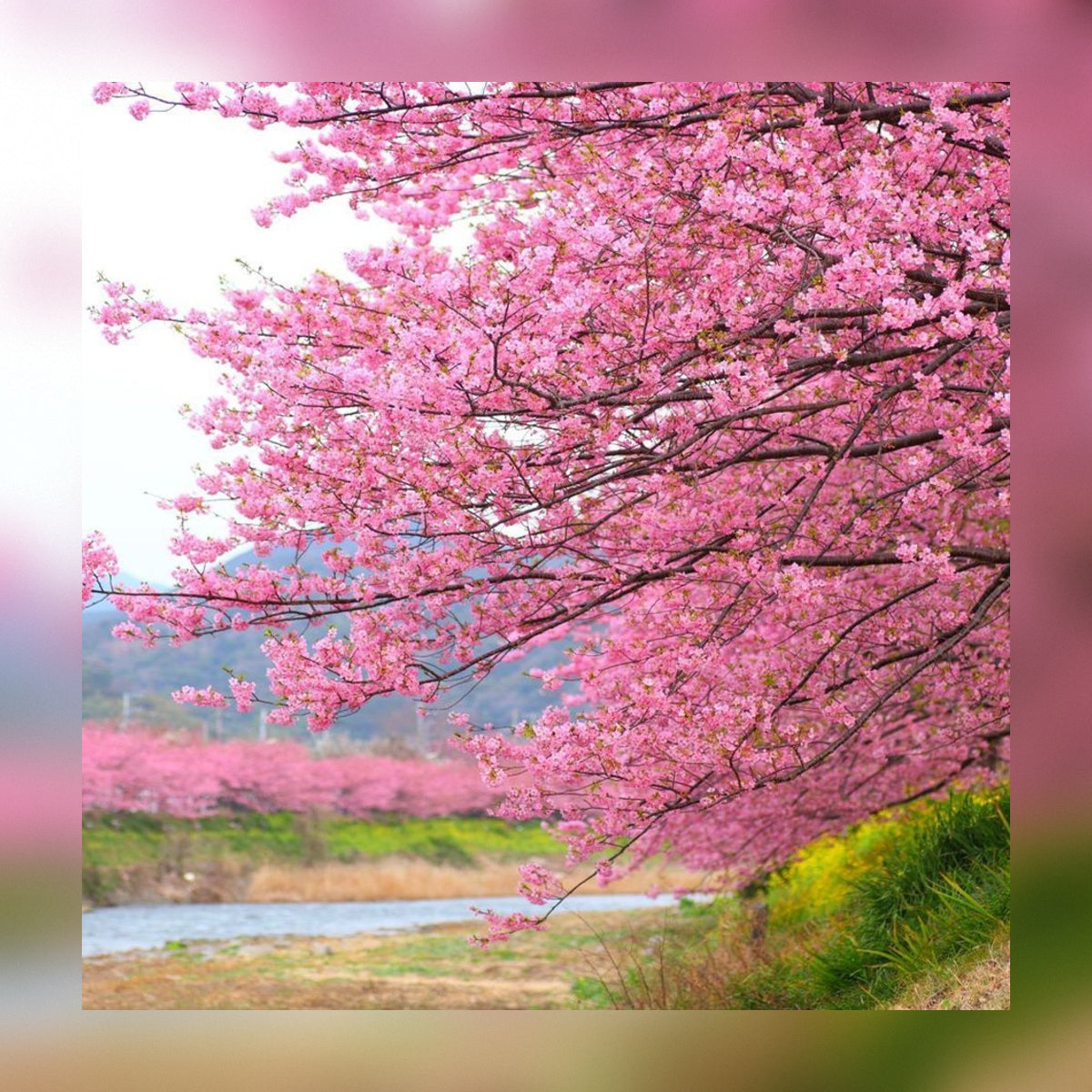 Japanese Cherry Blossom