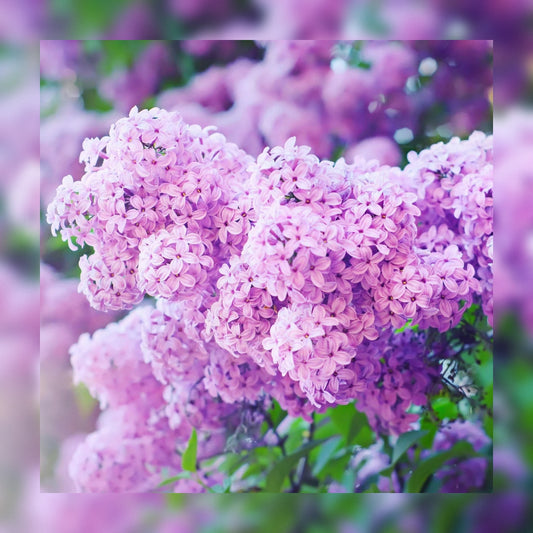Fresh Cut Lilac