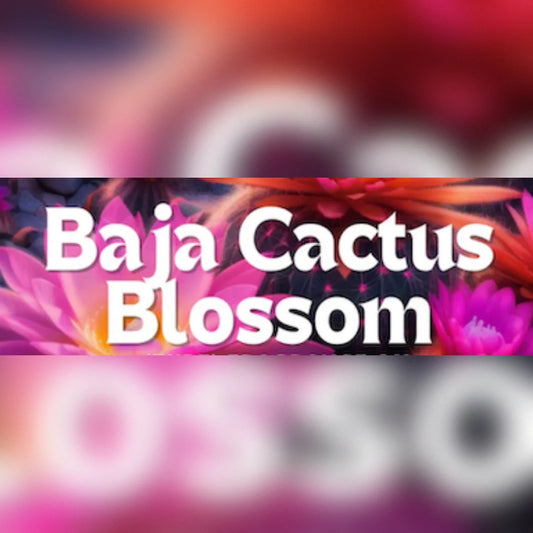 Baja Cactus