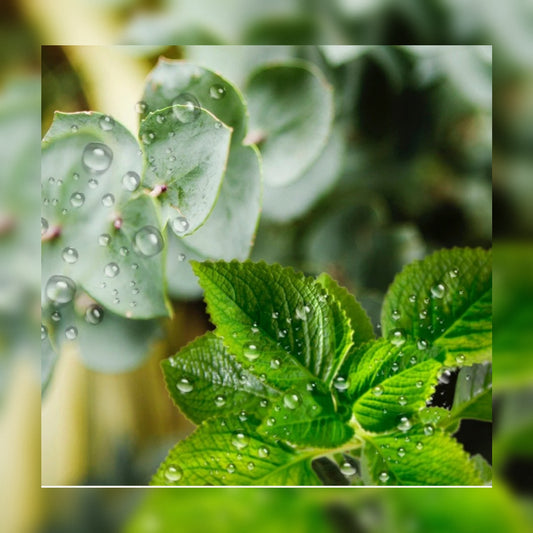 Eucalyptus Mint & Rain