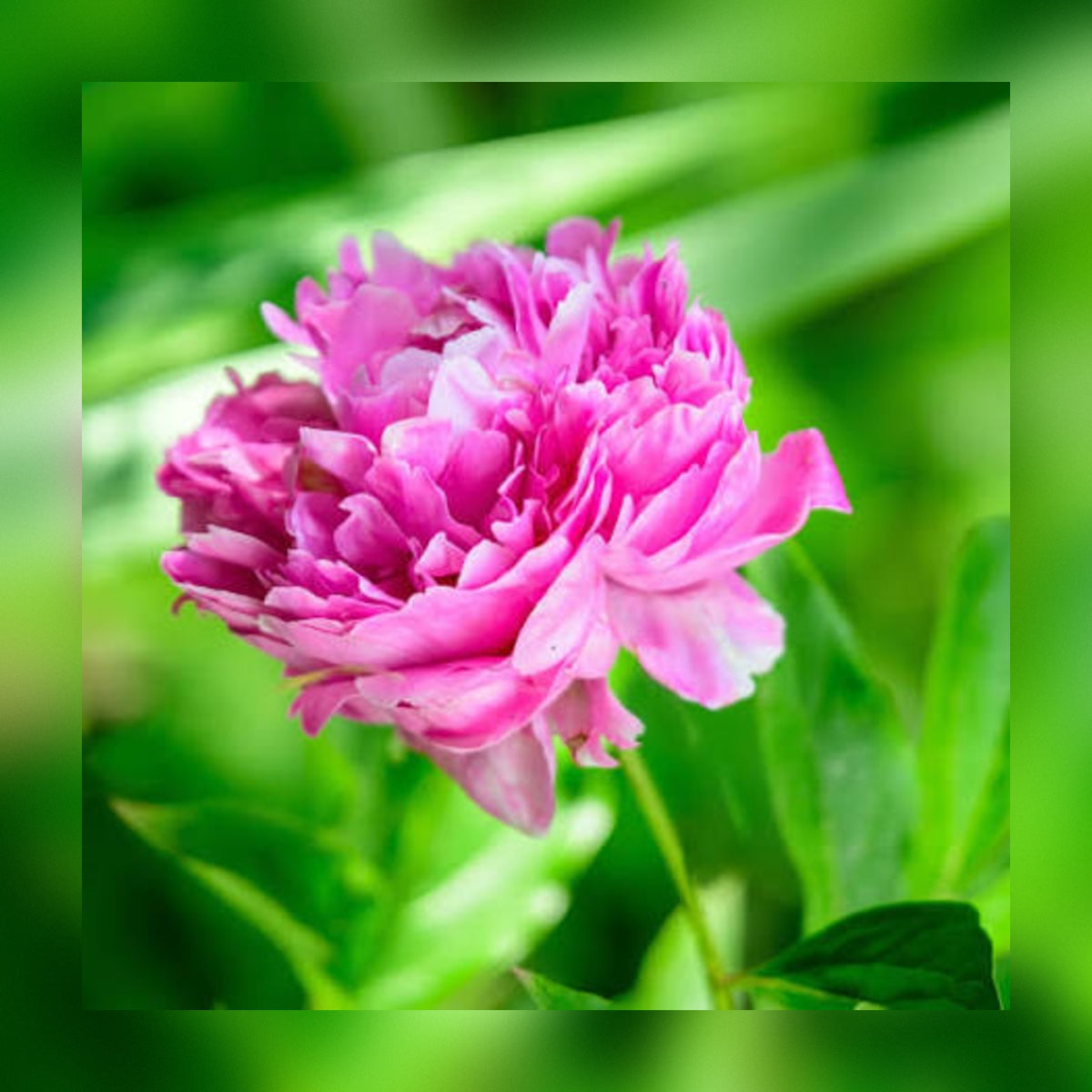 Pistachio Creme  Pink Peony