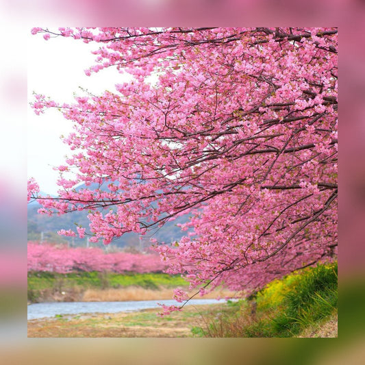 Japanese Cherry Blossom