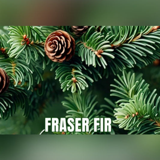 Fraser Fir